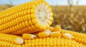 초당옥수수 효능 영양 먹는법