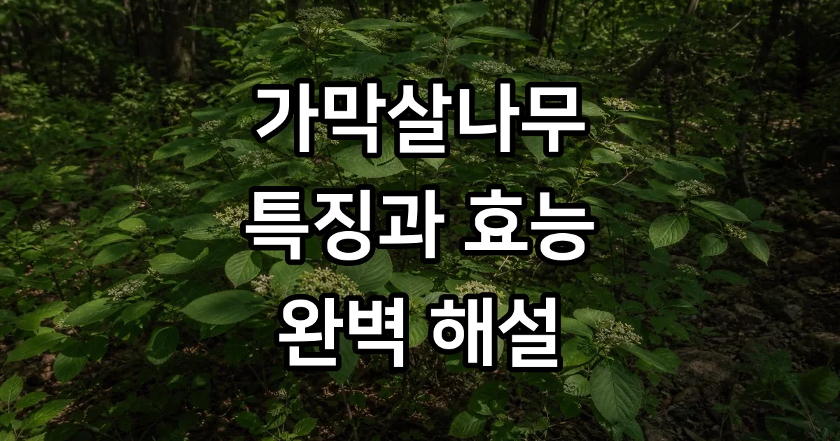 가막살나무 특징 덜꿩나무 구별법 자생지 꽃말