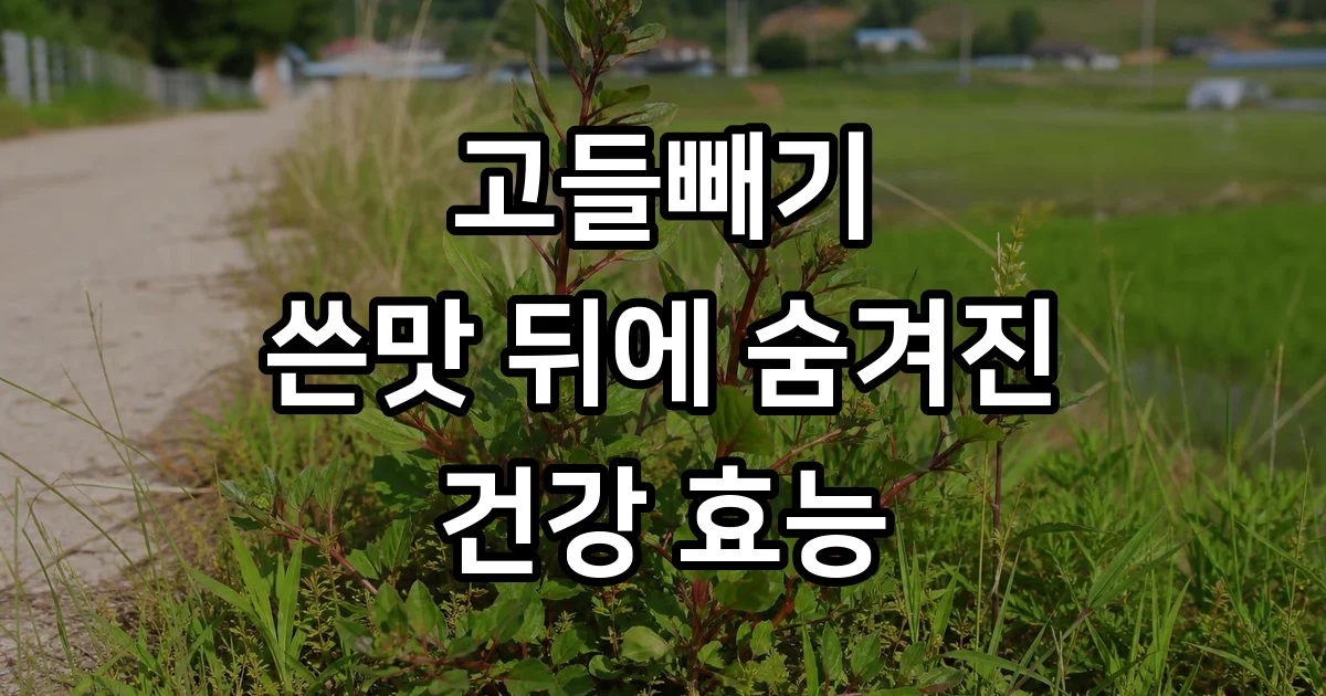 고들빼기 효능부터 종류 손질법 완벽 정리